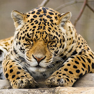 動物園の動物 ヒョウ