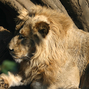 動物園の動物 ライオン