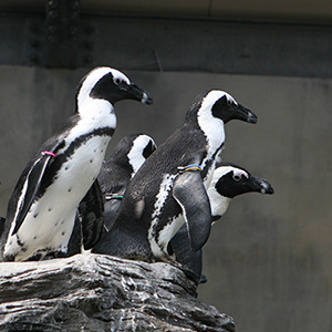 動物園の動物 ペンギン