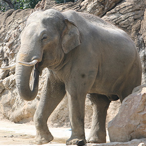 動物園の動物 象