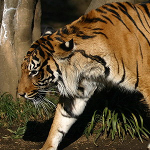 動物園の動物 トラ