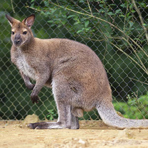 動物園の動物 カンガルー