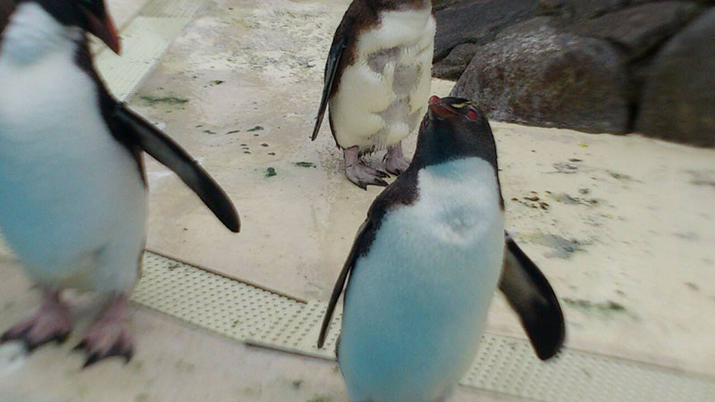 動物園ランキング,zoorank,TOP写真